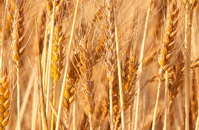 grain moisture meter