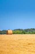 right hay moisture content